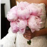 pink-peonies-with-white-ribbon collection