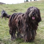 Bergamasco-Shepherd-Dog-Puppy