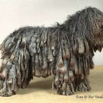 Bergamasco Shepherd puppy