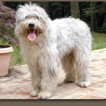 Bergamasco Shepherd puppy as a petit