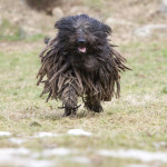 Bergamasco Shepherd puppy collection