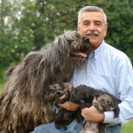 Bergamasco Shepherd puppy petit