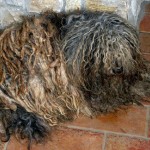 Bergamasco Shepherd puppy photo