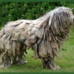 Bergamasco Shepherd puppy pics