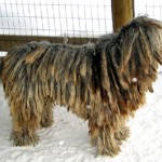 Bergamasco Shepherd puppy picture