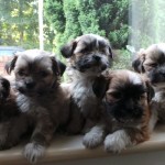 Info About Your Favorite Pet Kyi-Leo Puppy plus Pics Info About Your Favorite Pet Kyi-Leo Puppy plus Pics
