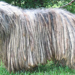 collection of Bergamasco Shepherd puppy