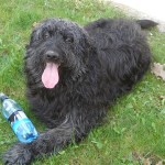 Info About Guardian, Shaggy, Wavy & Coated Bergamasco Shepherd Puppy Info About Guardian, Shaggy, Wavy & Coated Bergamasco Shepherd Puppy
