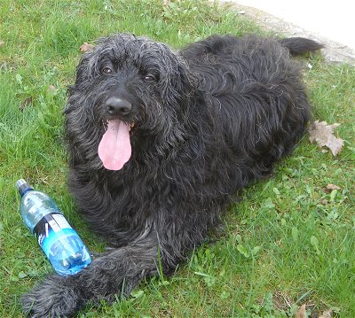 information about Bergamasco Shepherd puppy