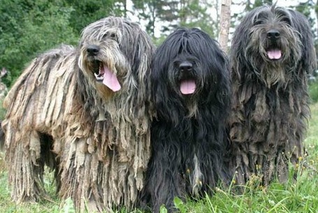 three Bergamasco Shepherd puppy