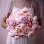 wedding Palest Pinks Bouquets collection design