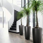 Exclusive Indoor Plant Décor Ideas For Homes Exclusive Indoor Plant Décor Ideas For Homes