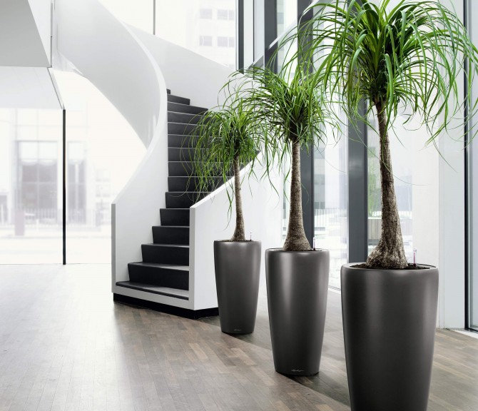 1 beautiful indoor plants for home